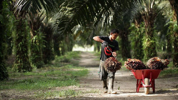  Nhà sản xuất giấy, dầu cọ Indonesia muốn đầu tư vào Việt Nam